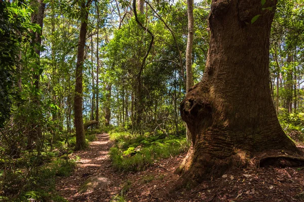 Hiking path in tropical rain forest