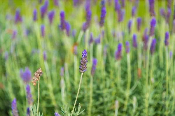 Lavender flower nature background — Stock Photo, Image
