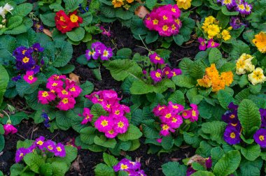 Çiçek tarhında parlak çuha çiçeği çiçekleri