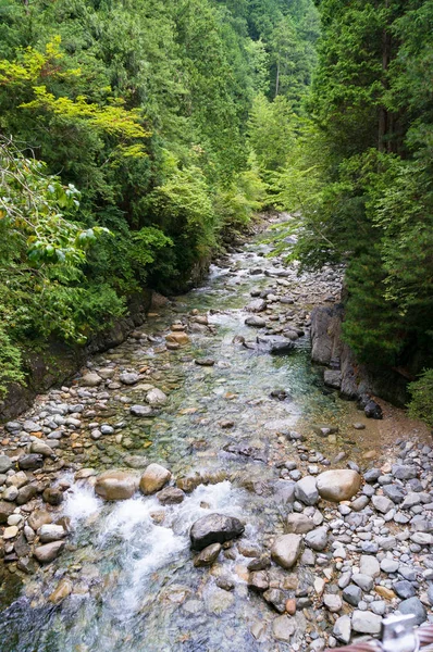 Waldlandschaft mit schnellem flachen Bach mit kristallklarem Wasser — Stockfoto