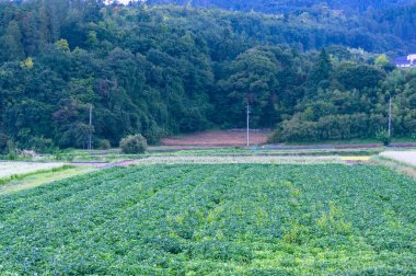 Alan ve orman ile Japon kırsal manzara