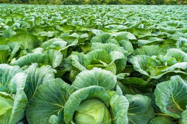 Lahana baş yaprakları