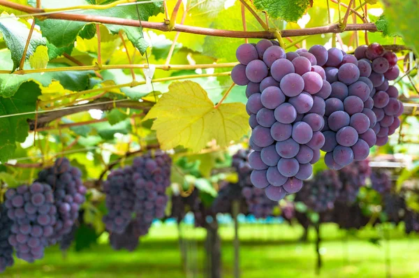 Viñas de uva de cerca —  Fotos de Stock