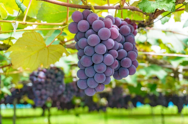 Viñas de uva de cerca —  Fotos de Stock