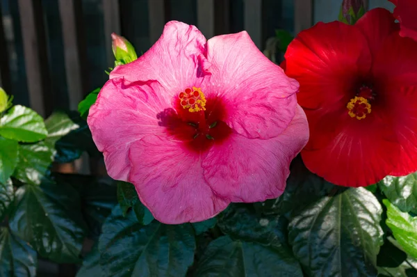 Brillante flor de hibisco rosa — Foto de Stock