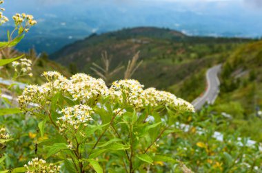 Arka planda rüzgarlı dağ yolu olan beyaz yabani çiçekler.