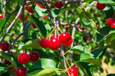 Bir ağaç üzerinde parlak olgun kiraz meyve