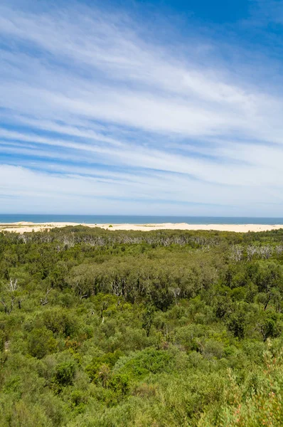 Eucalyptus forest with ocean beach and sky in the distance — Stock Photo, Image