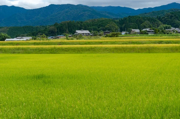 Reisfeld mit Dorfhäusern in der Ferne — Stockfoto