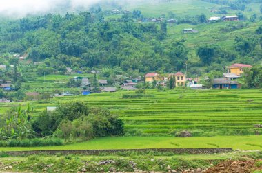 Pirinç tarlasıyla kırsal alan
