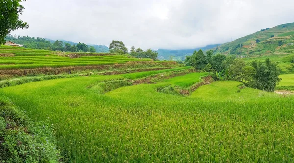 Слои рисовых террас в высоких горах — стоковое фото