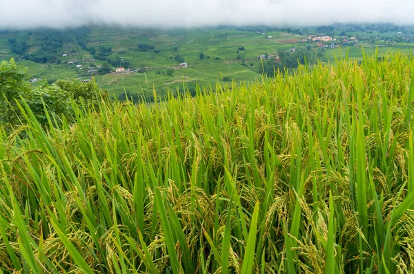 熟した米と穀物と緑の葉 — ストック写真