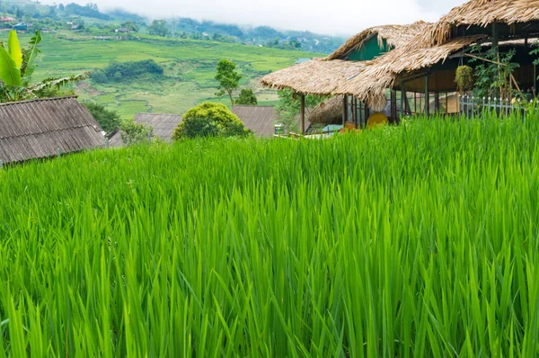 Feuilles de riz sur riz paddy avec terrasses de riz sur le backgr — Photo