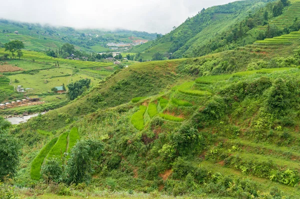 Colina verde com terraços de arroz — Fotografia de Stock