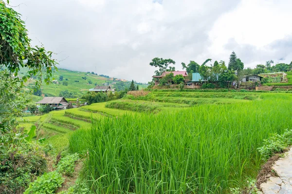 Terrasses de riz au Vietnam rural — Photo