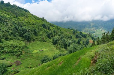 Yeşil pirinç terasları ve orman ile yaz manzara