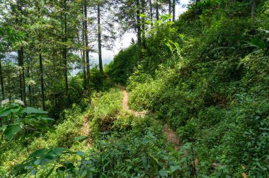 Yaz aylarında yeşil ormanda kir yolu
