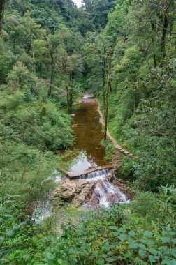Ormandaki nehir. Yukarıdan görünüm, doğa arka plan