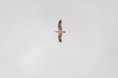 Kanatları yayılmış Uçan Gümüş martı