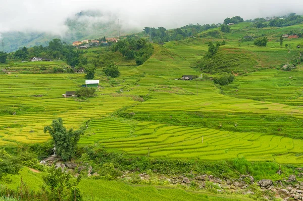 Scène agricole avec terrasses de riz vert — Photo