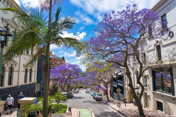 Bloeiende Jacaranda bomen op Sydney Street op zonnige dag — Stockfoto