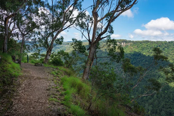 Sentier de randonnée en forêt avec eucalyptus — Photo