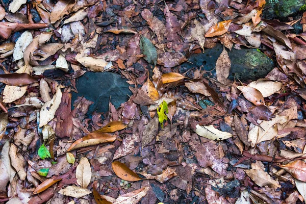 Düşmüş yapraklar dağınık doku — Stok fotoğraf