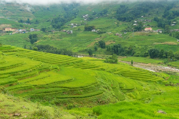 Terrasses de riz spectaculaires avec herbe de riz vert — Photo