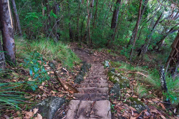 Turistická stezka se schodištěm v lese — Stock fotografie