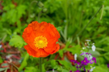 Backgrou yeşil yaprakları karşı parlak turuncu haşhaş çiçeği