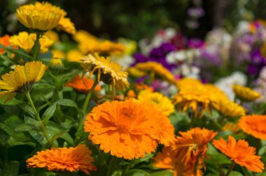 Parlak turuncu calendula çiçekleri