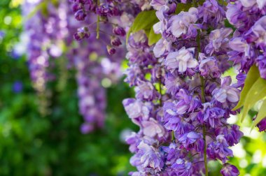 Delicate purple wysteria flowers nature background clipart