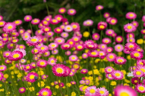 Campo de flores de margarida de papel nativo australiano — Fotografia de Stock