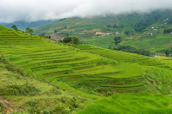 Terraços de arroz espetaculares com grama de arroz verde — Fotografia de Stock