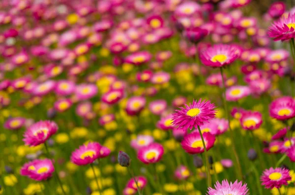 Campo de flores de margarida de papel nativo australiano — Fotografia de Stock