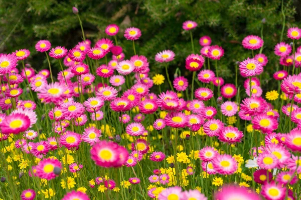 Campo de flores de margarida de papel nativo australiano — Fotografia de Stock