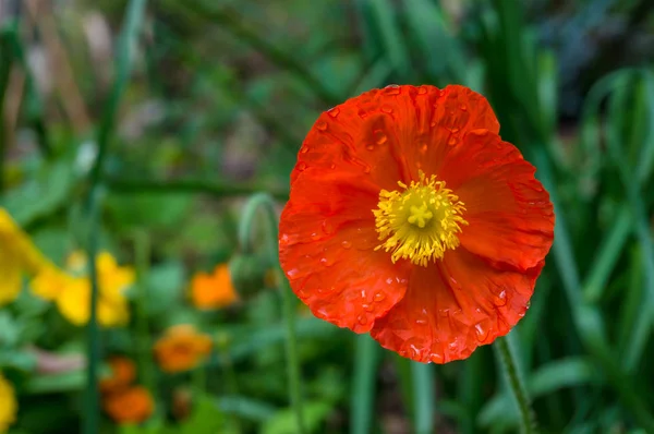 Bright orange poppy flower against green foliage on the backgrou