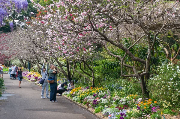 Ludzie chodzą wiosną aleja w Royal Botanic Garden w Sydne — Zdjęcie stockowe