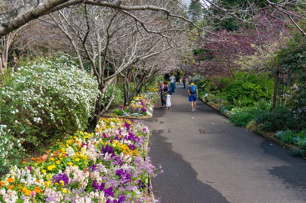 Ludzie chodzą wiosną aleja w Royal Botanic Garden w Sydne — Zdjęcie stockowe