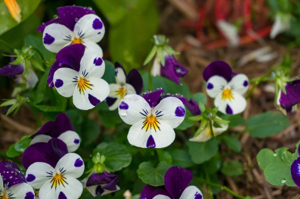 Pansy flowers on flowerbed — Stock Photo, Image