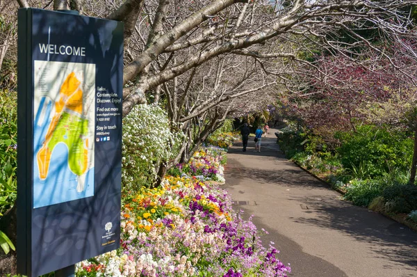 Aleja wiosna w Sydney Królewski Ogród botaniczny — Zdjęcie stockowe