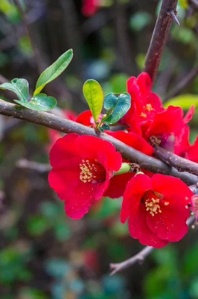 Klarröda blommor på trädgrenen — Stockfoto