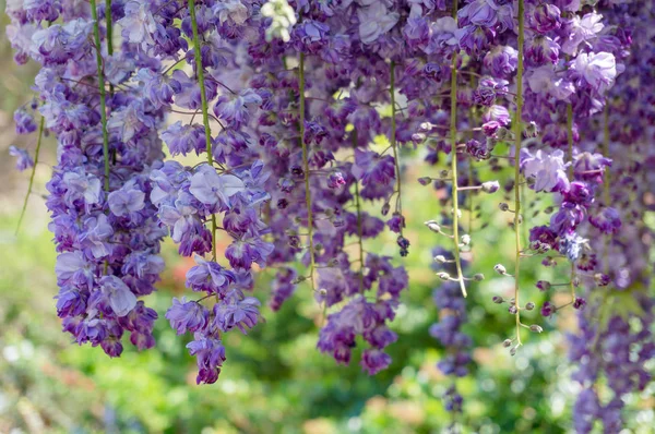 Delicate purple wisteria flowers nature background — Stock Photo, Image