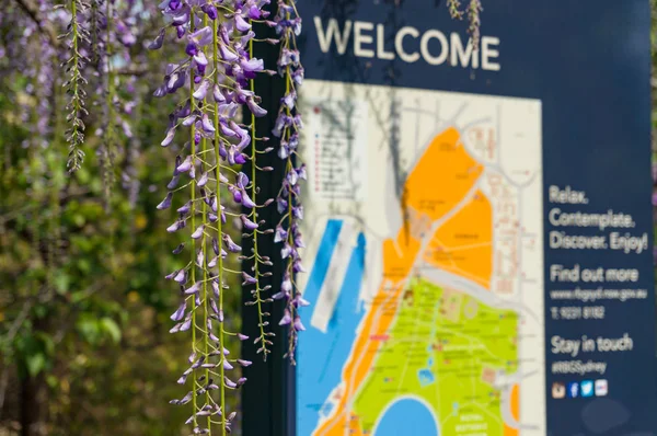 Wisteria flowers with Royal Botanic Garden map on the background — Stock Photo, Image