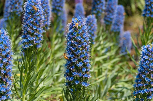 Bees pollinating exotic blue flowers on flowerbed in the garden — Stock Photo, Image