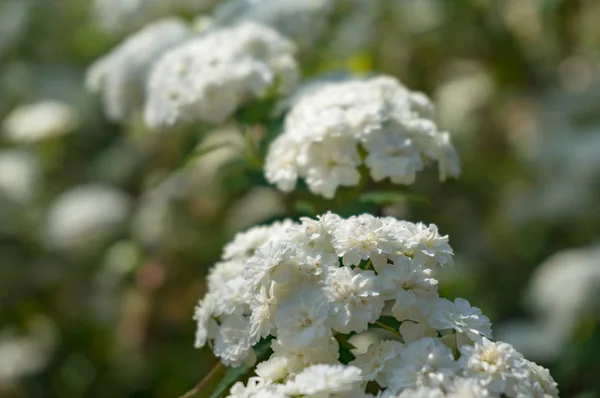 Умбель як білі квіти фон природи — стокове фото