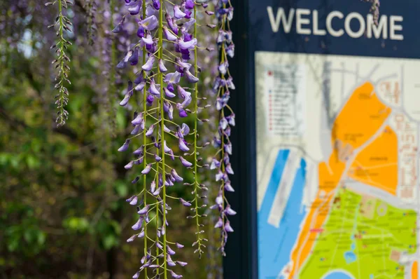 Wisteria flores con Real Jardín Botánico mapa en el fondo — Foto de Stock