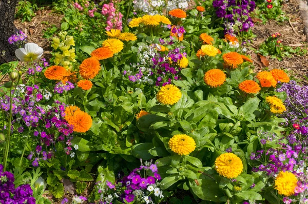 Colourful flowerbed on sunny day Royalty Free Stock Images