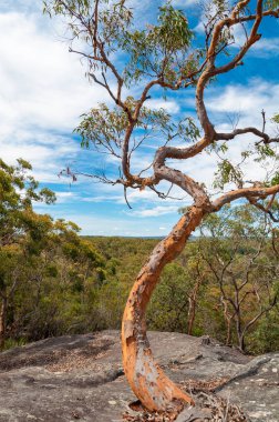 Pitoresk okaliptüs, backgro mavi gökyüzüne karşı sakız ağacı