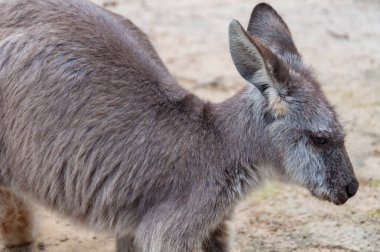 Avustralya Doğu Gri Kanguru yaban hayatı sahnesi